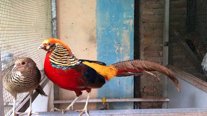 Rahasia Sukses Beternak Ayam Hias Skala Rumahan